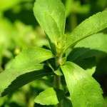 Stevia, el reemplazo más sano y natural del azúcar