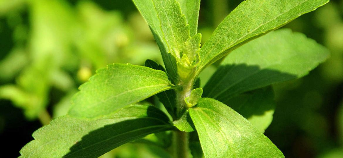 A stevia plant, known as "sweet herb", o