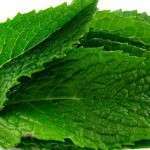 Receta para un delicioso licor de menta casero